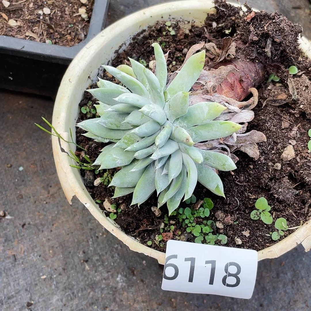 红拇指杂交老桩6118