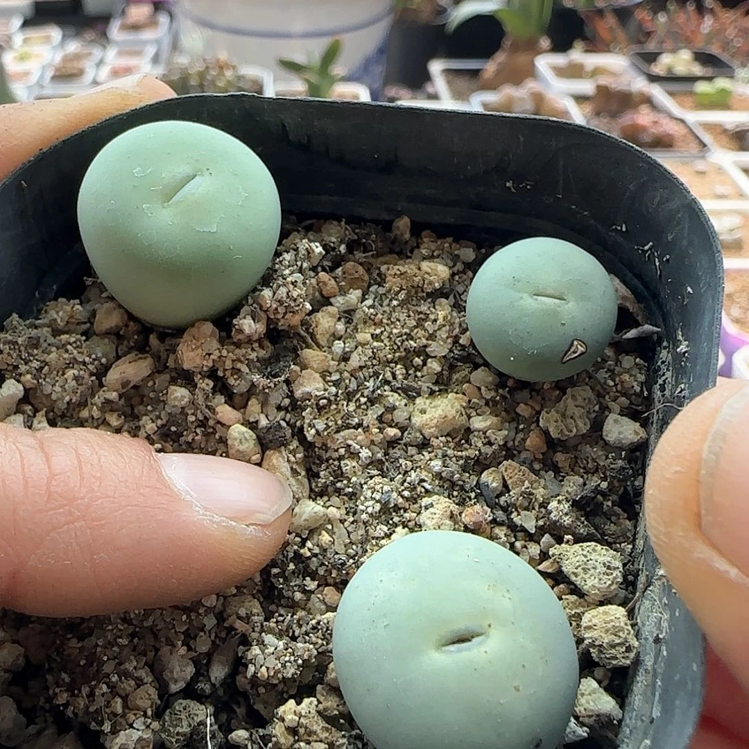 28发货脱土发货27447