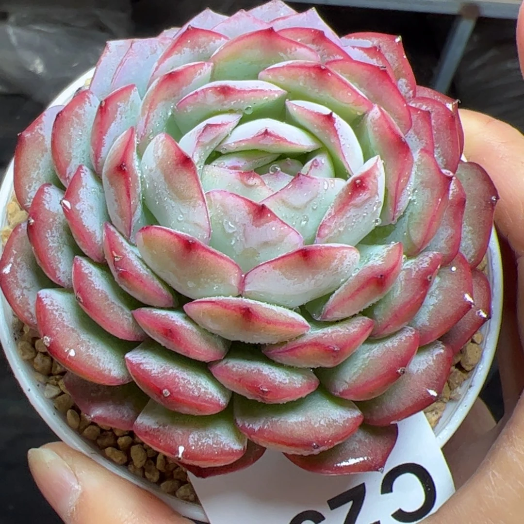 233 满38包邮一物一拍