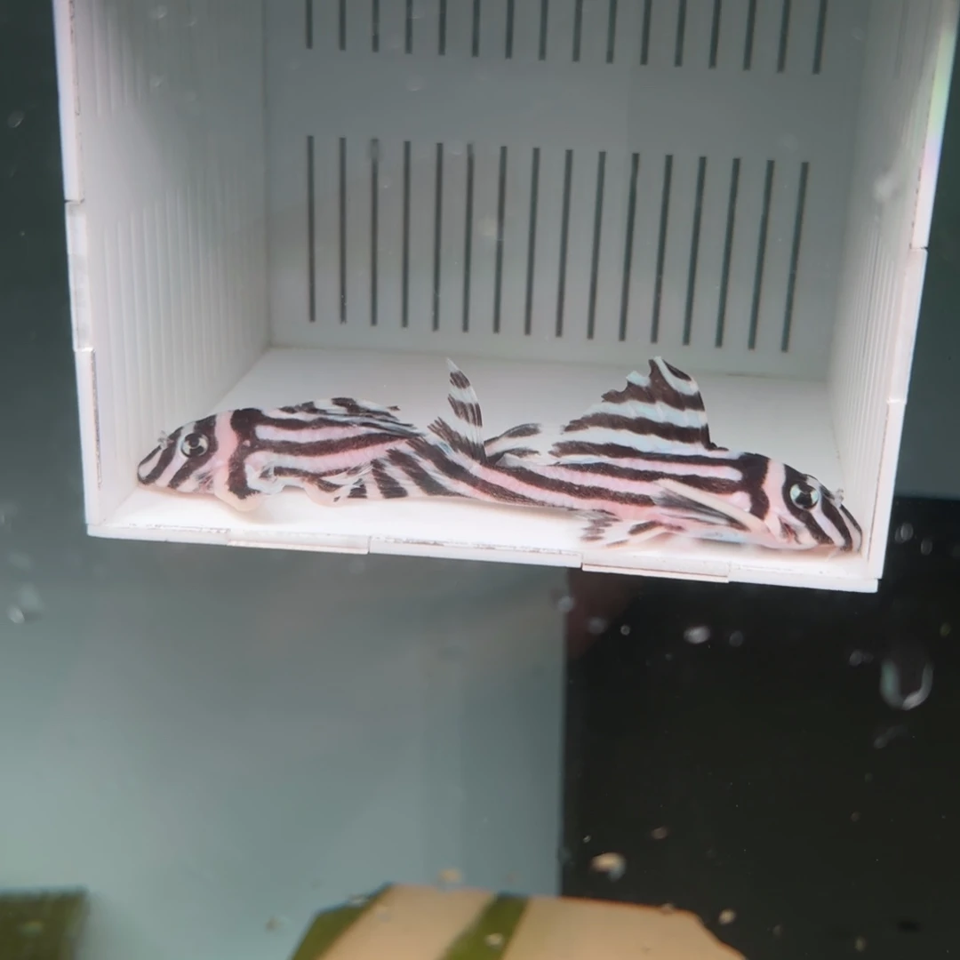 烟***味灯科鱼L046异形一条