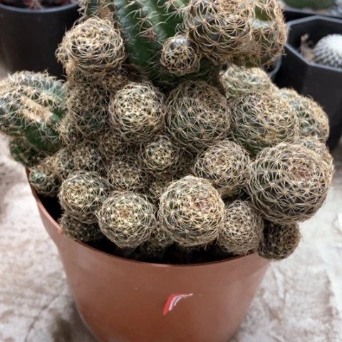 辉煌仙人球22米仙人球