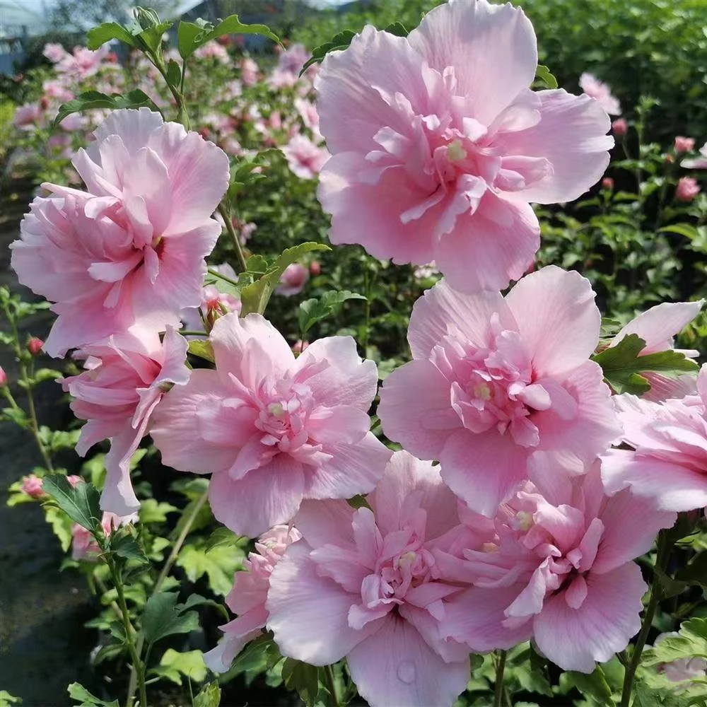 大花重瓣木槿花苗可食用棒棒糖阳台庭院盆栽耐热抗寒四季种植