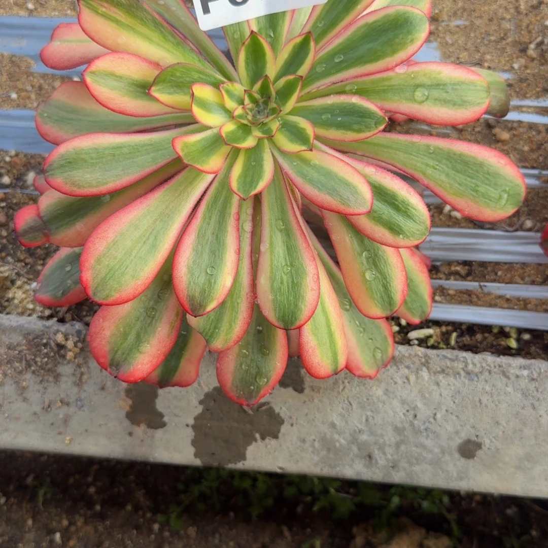 二***哈020初恋到春。多肉植物