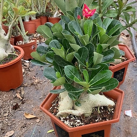 【闪购商品】8****程绿植