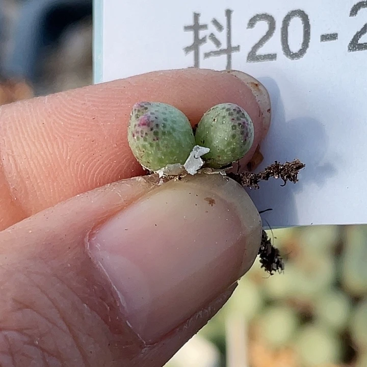 20-29草莓斑马肉锥