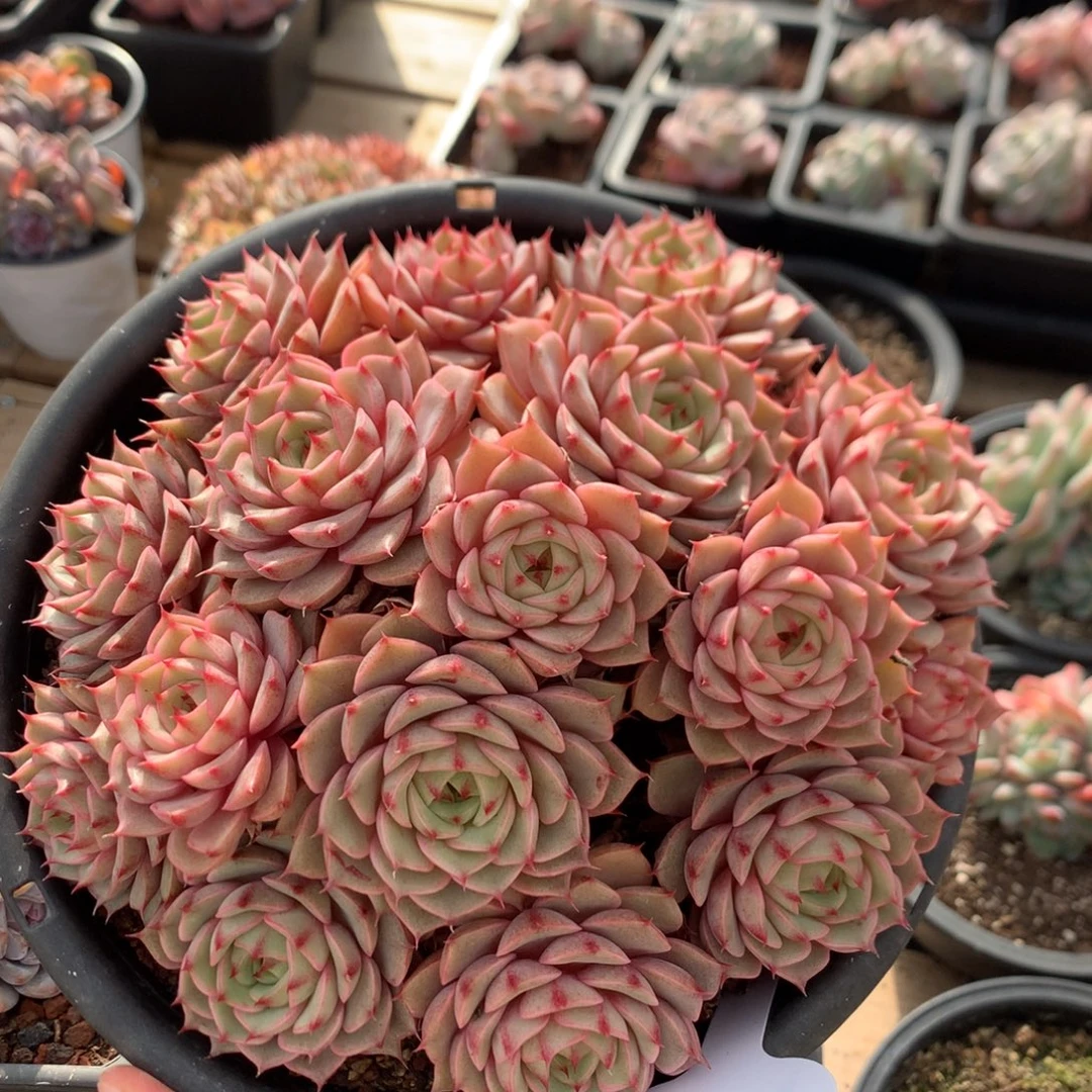 20厘米16头苯巴蒂斯 无砍 捧花 187