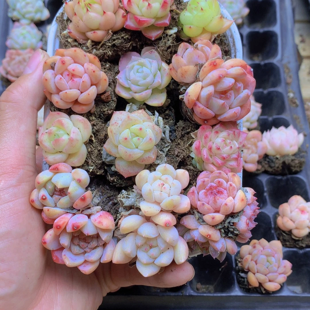 我要去看你了啊014