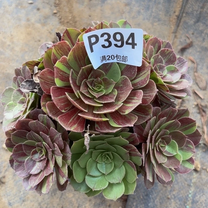 瑞妈多肉植物，394花月夜