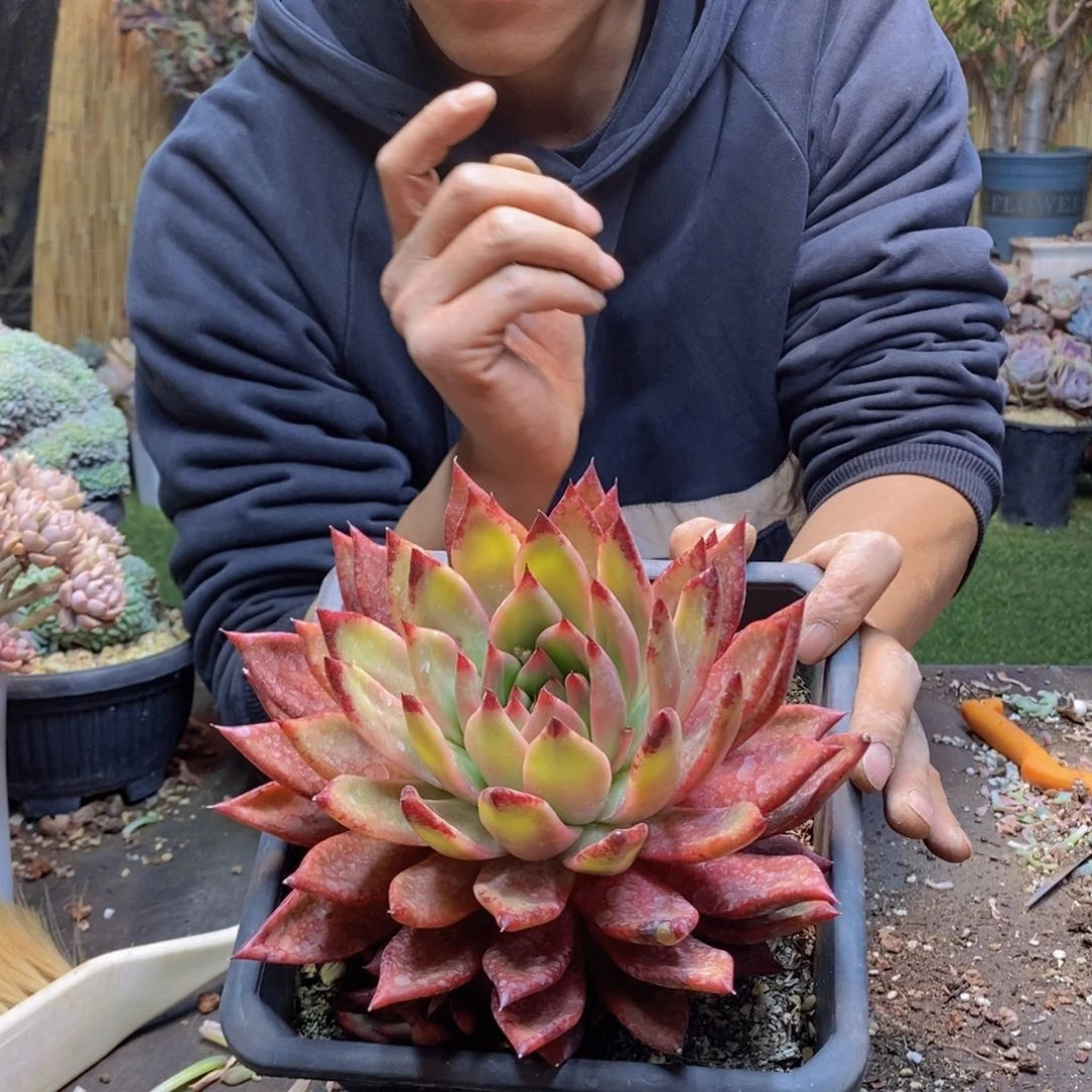 徽****云50号超级弗兰克