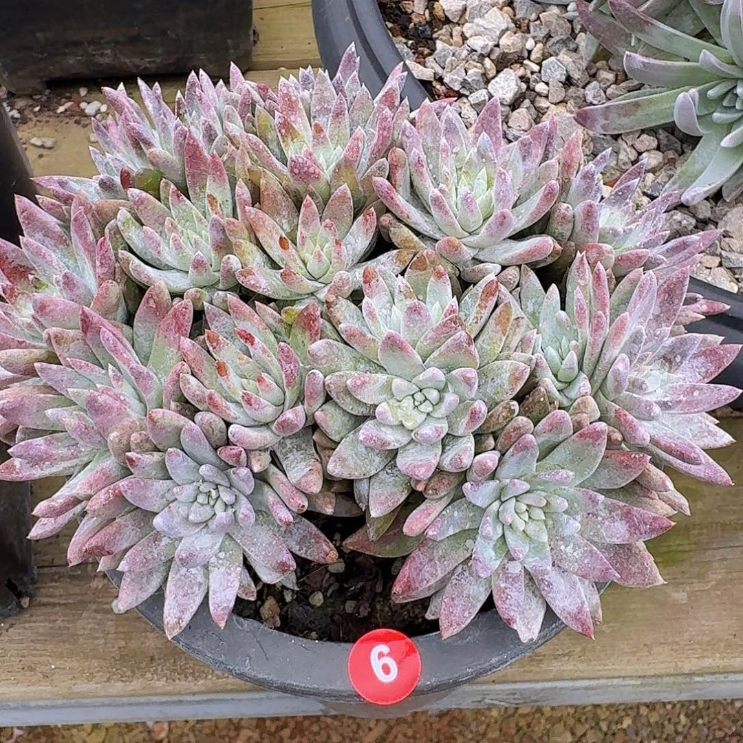 仙女杯老桩清货凑三单包邮