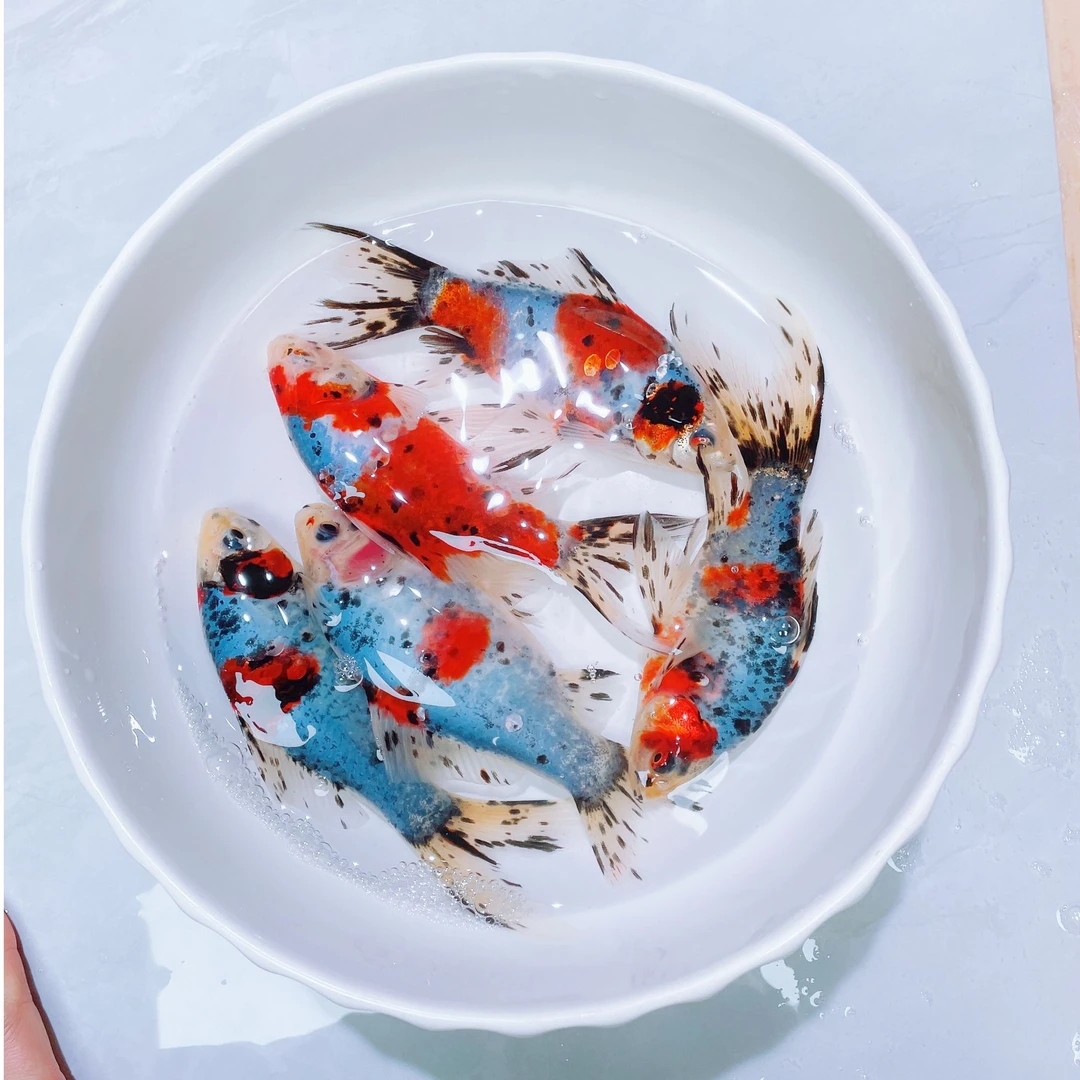 【冷水彩鹦鹉】冷水鹦鹉鱼金鱼新手鱼锦鲫观赏鱼冷水鱼好金鱼观赏鱼