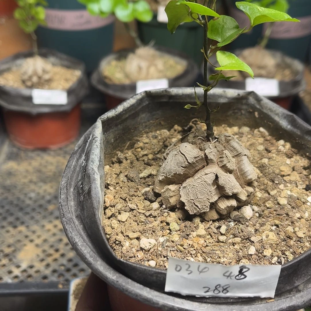 034南非块根龟甲龙