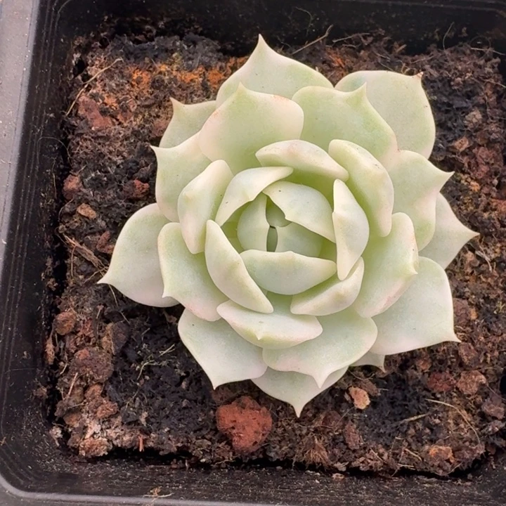 露娜莲锦一物一拍