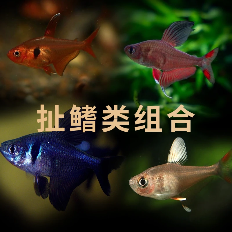 扯鳍类小型灯科鱼活体