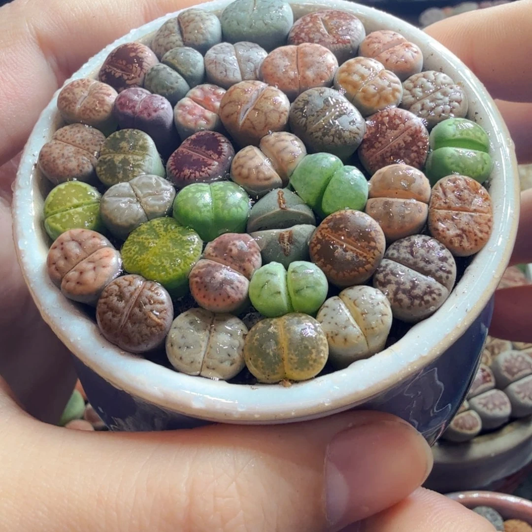 多肉葡萄的味道真的很851