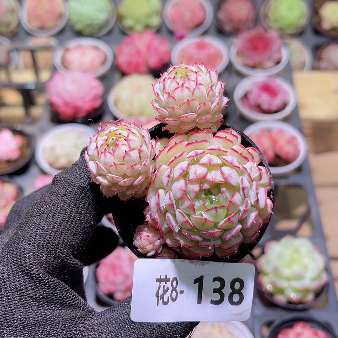 花08-138小红船带仔