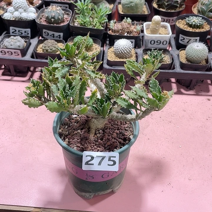 275实生皱叶麒麟块根