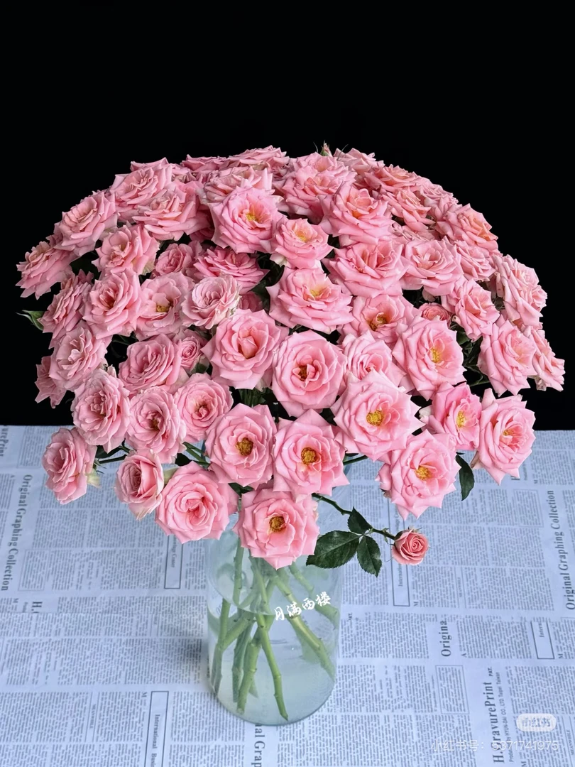 露露公主多头玫瑰