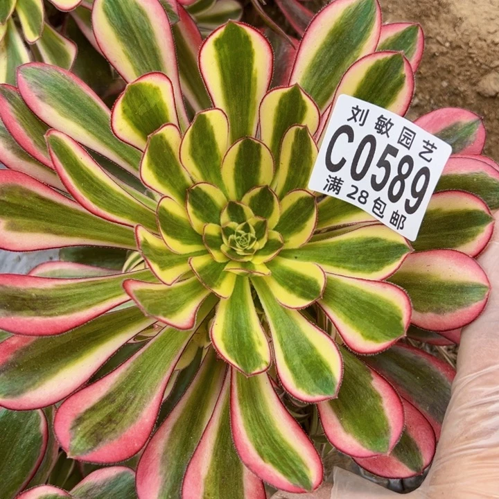 冰淇淋锦多肉植物法师0589