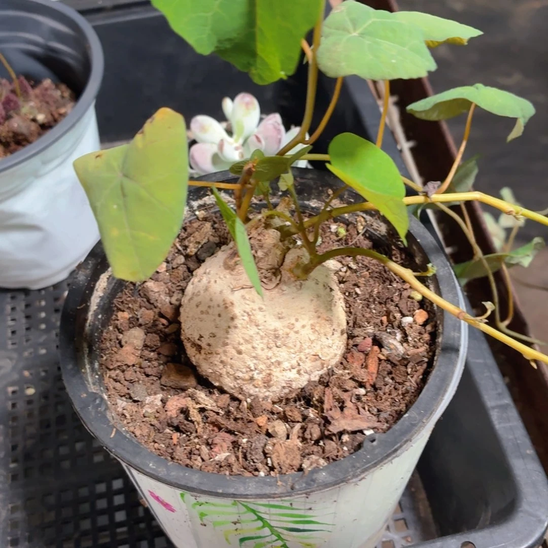 红脉龟多肉9.9包邮发货