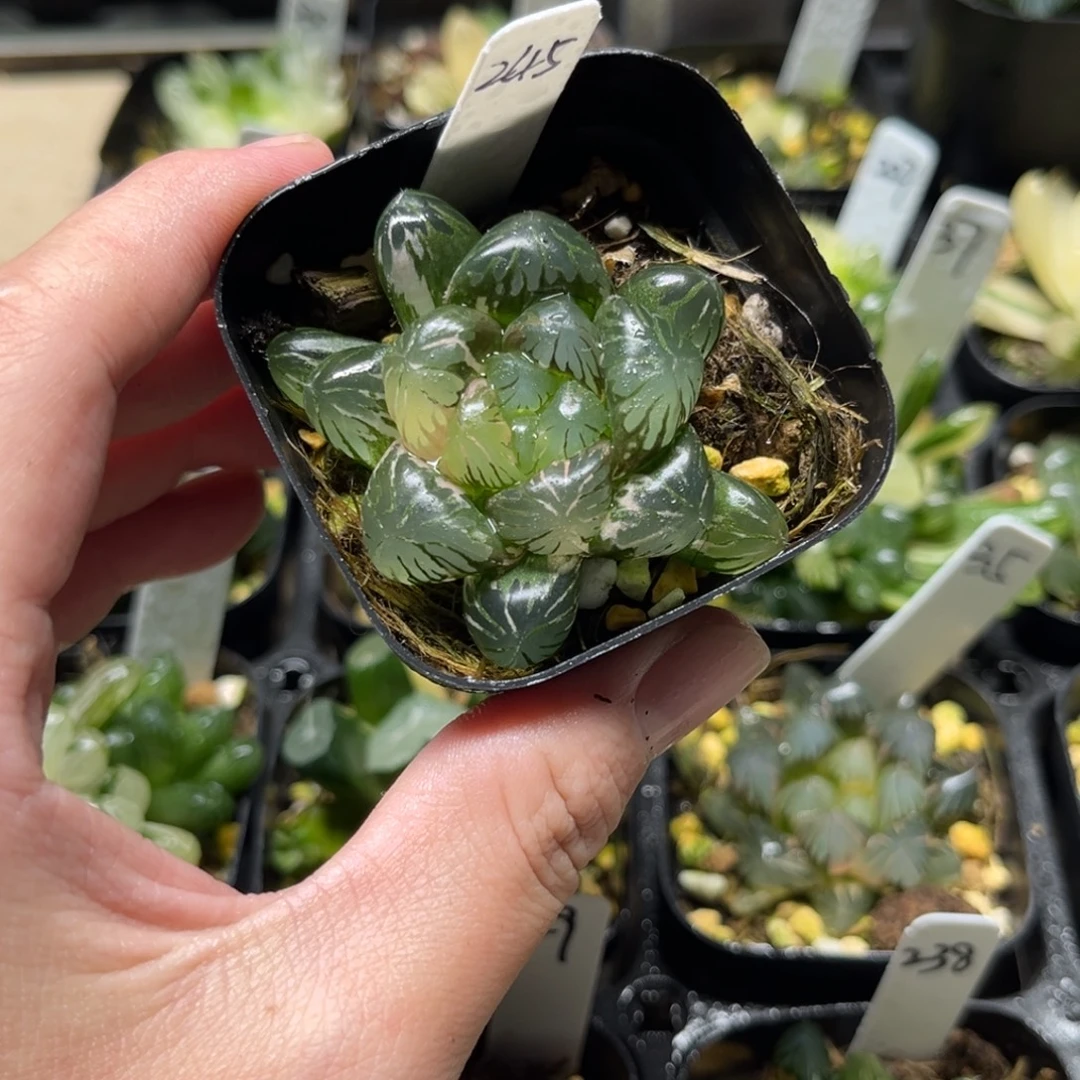 245冰灯玉露锦一物一拍