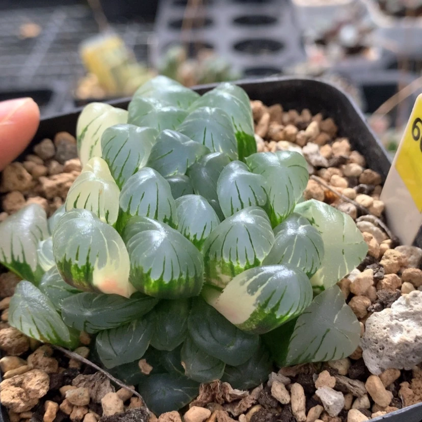 【闪购商品】606实生玉露