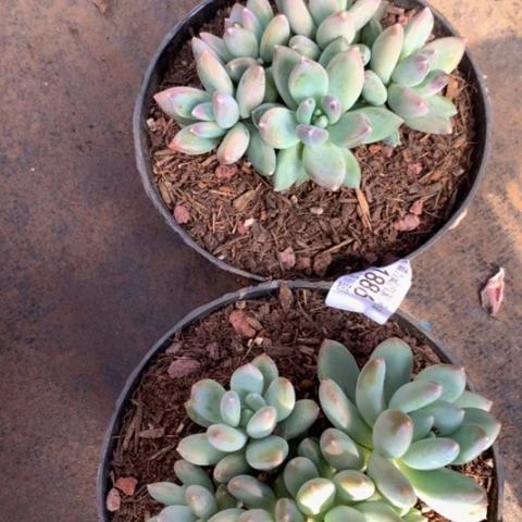 蛋*1886星空美人两颗多肉