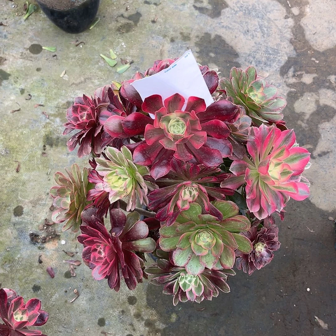 无花朵嫁接法师多肉植物漂亮