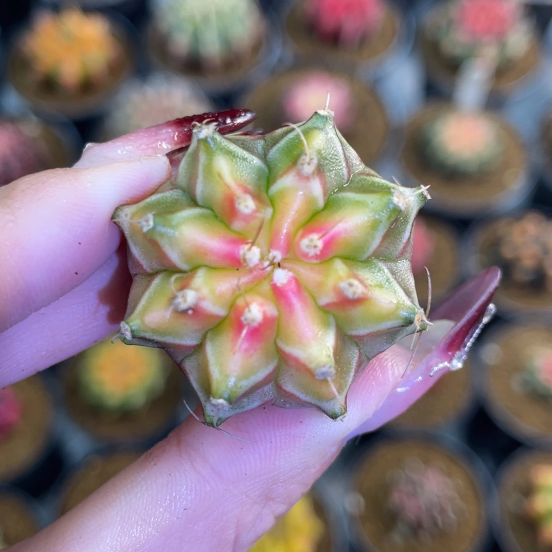 米哈星球00000009