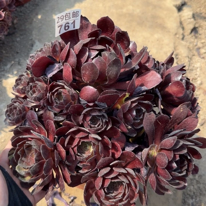 黑寡妇……多肉植物……