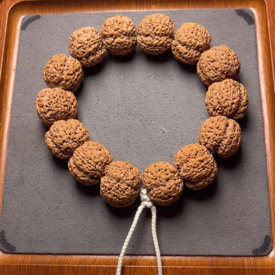 菩提5号金刚菩提蜂王24