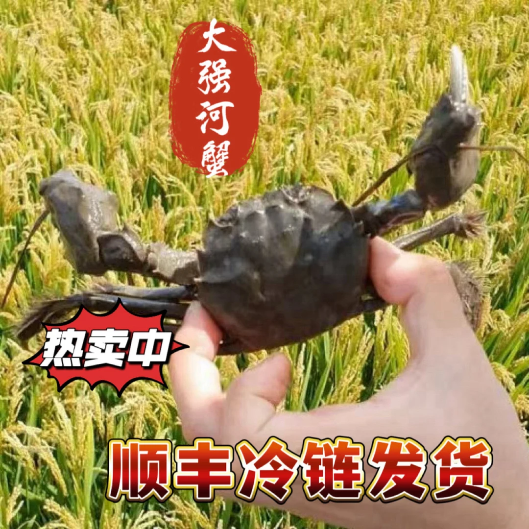【活蟹】盘锦河蟹稻田蟹母蟹1-1.2两25只顺丰包邮
