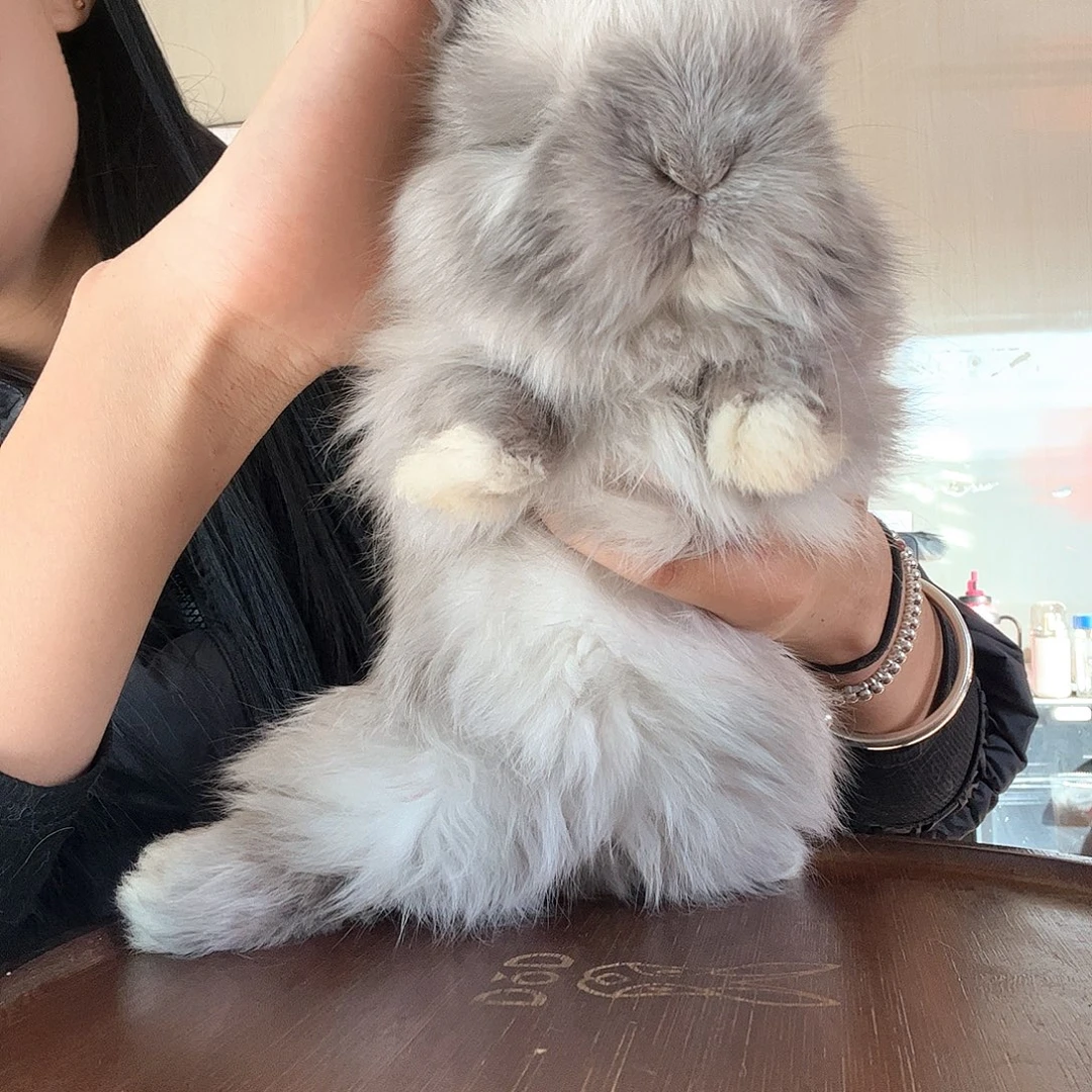 安哥拉兔暹罗色妹妹