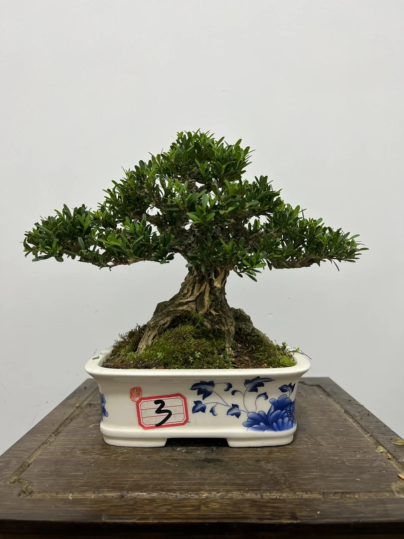 直播间一物一拍，雀舌黄杨