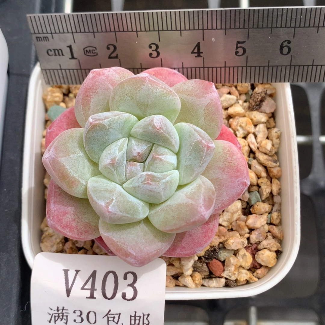 403。老桩变异冰玉。