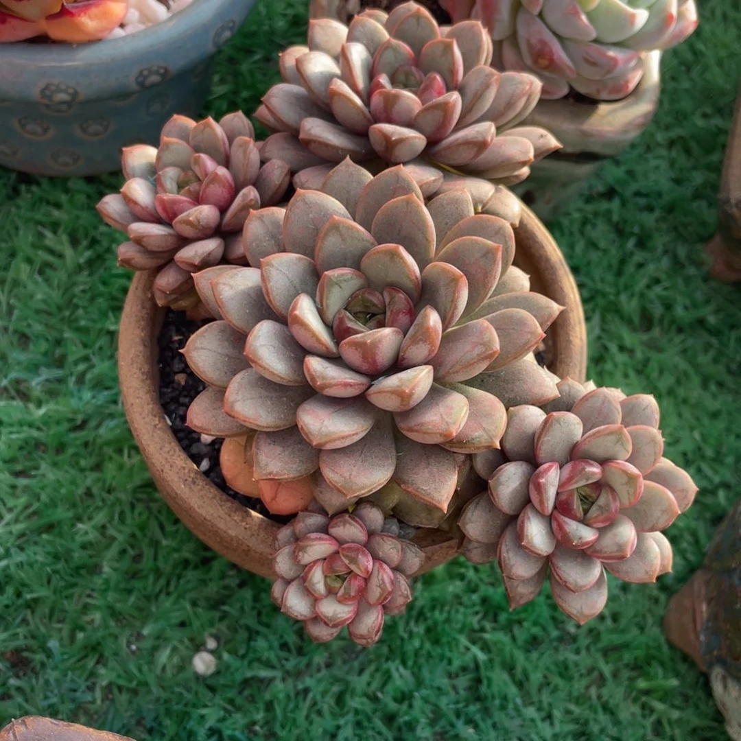 多肉植物盆栽多肉的