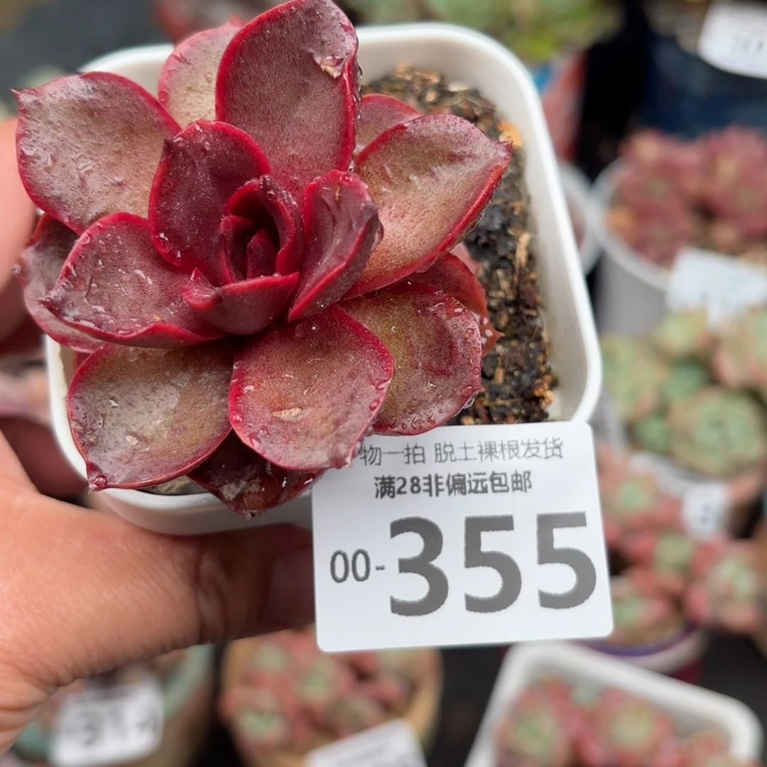 红灯多肉多肉多肉