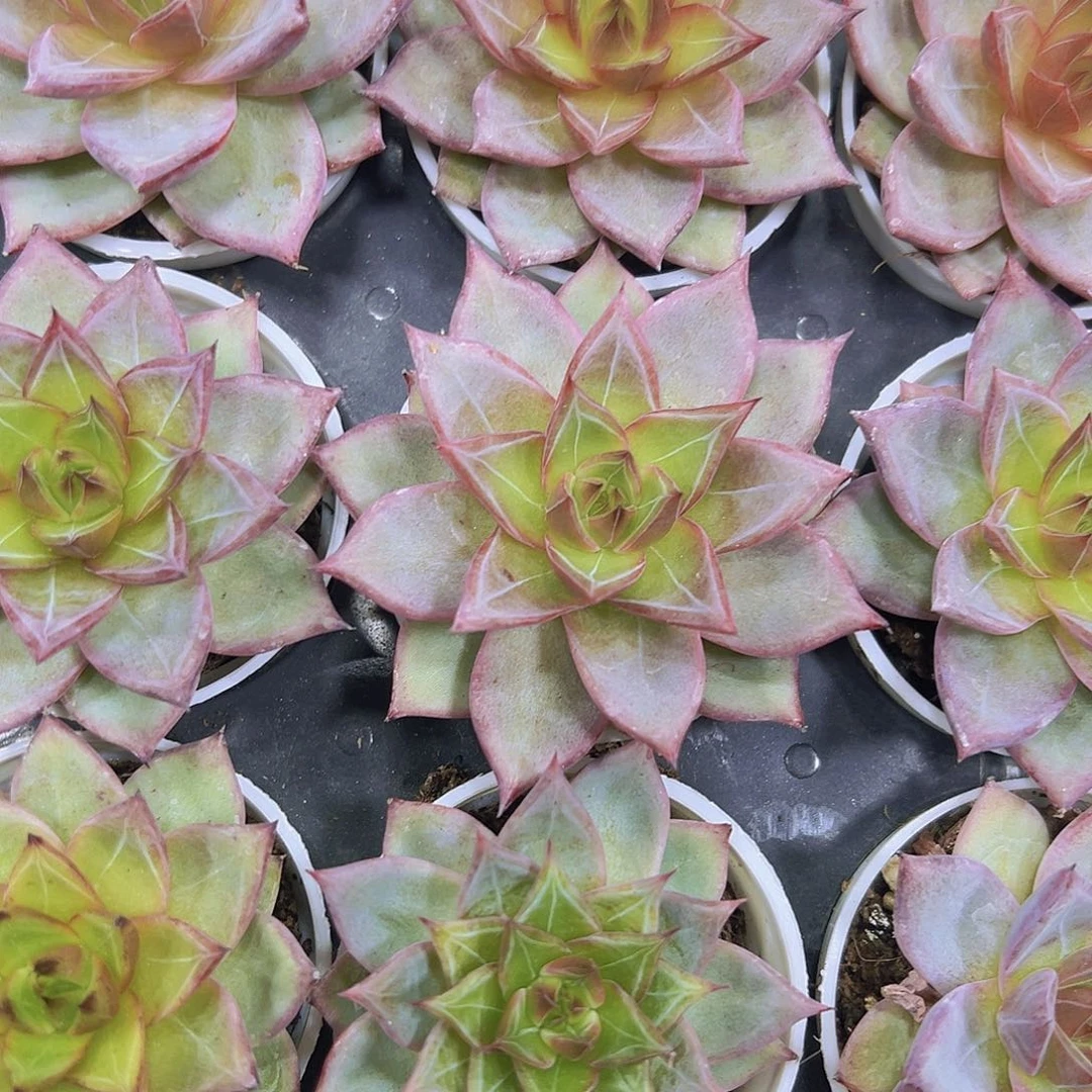 火烈鸟带盆5厘米盆