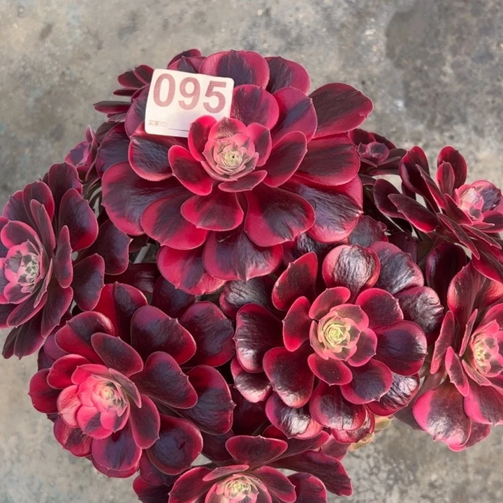 095凤冠25厘米左右有断枝