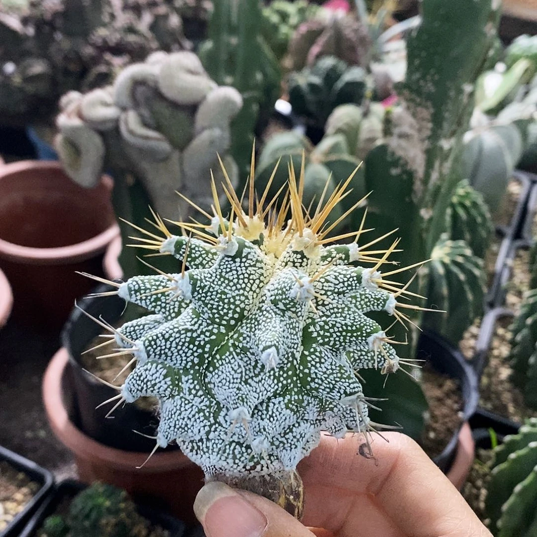 花花草草花花草草