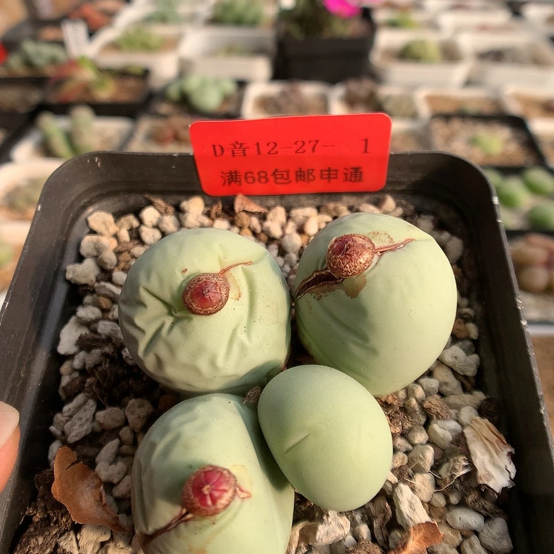 12-27-1 瑕疵鸽子蛋一群