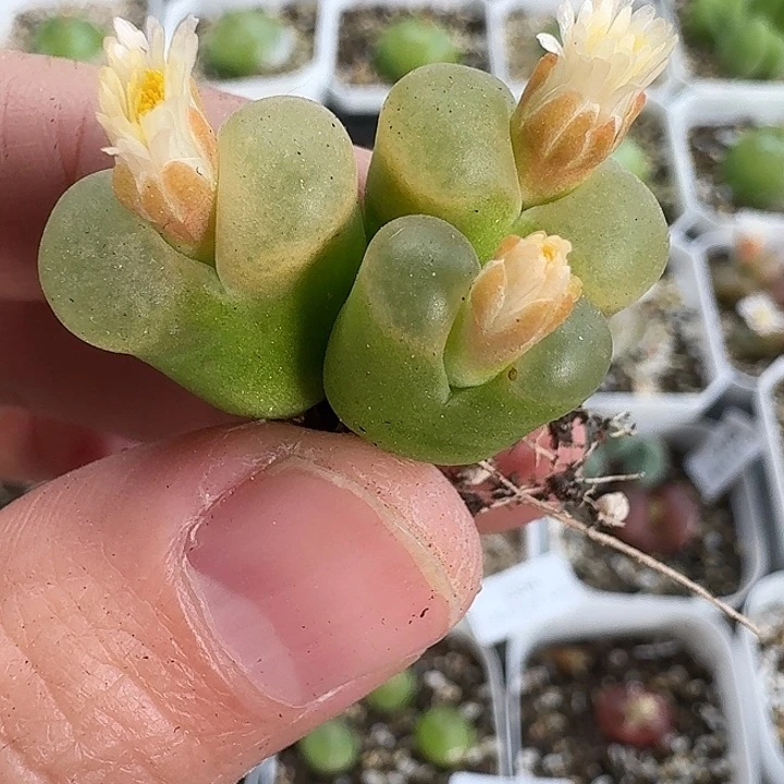 老马生石花三头o泡234