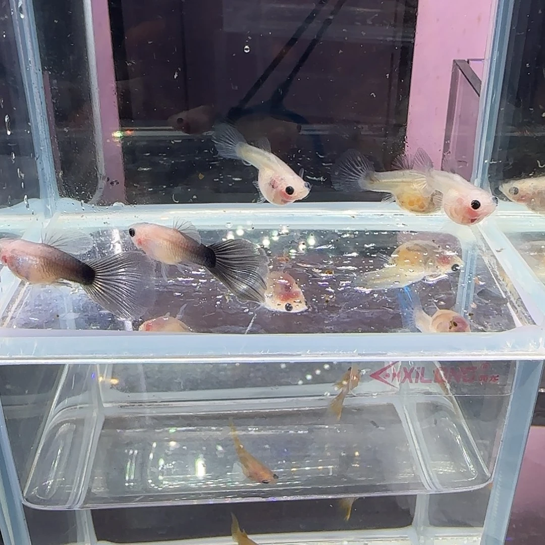 孔雀鱼蓝礼服玻璃猫两公三母