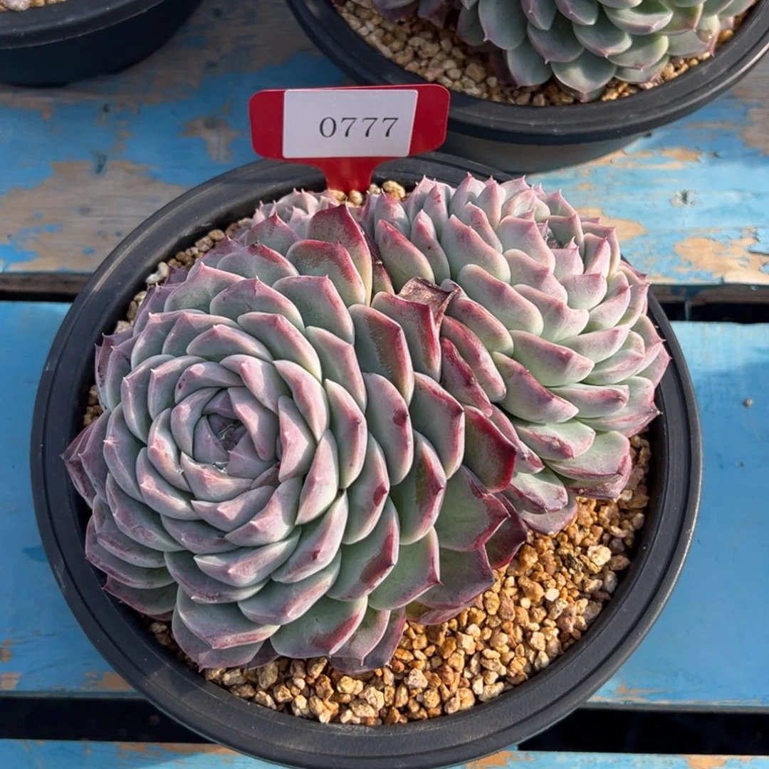 ?***愁0777多肉多多多多多多