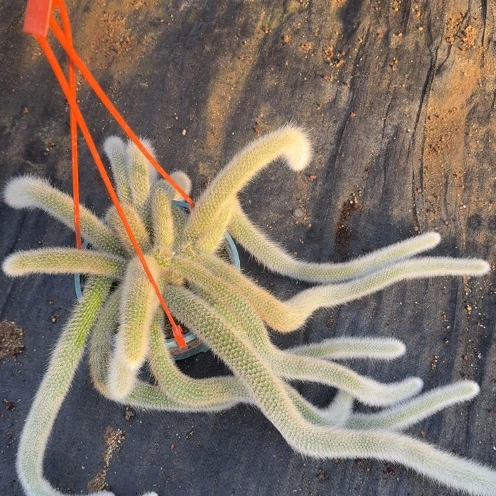 号超大九尾狐（满12.9包邮）