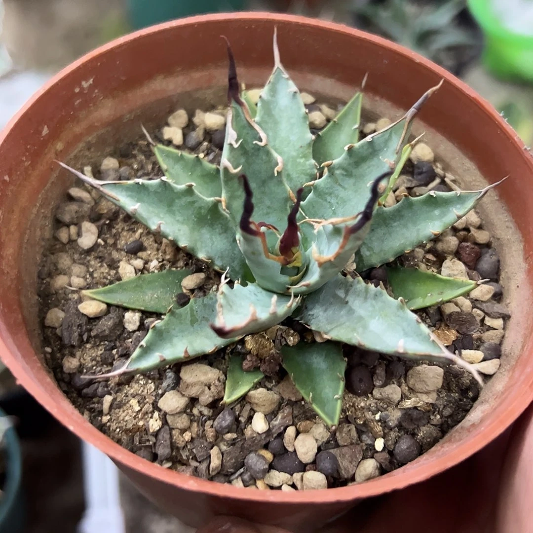 实生eb曲刺妖炎植物
