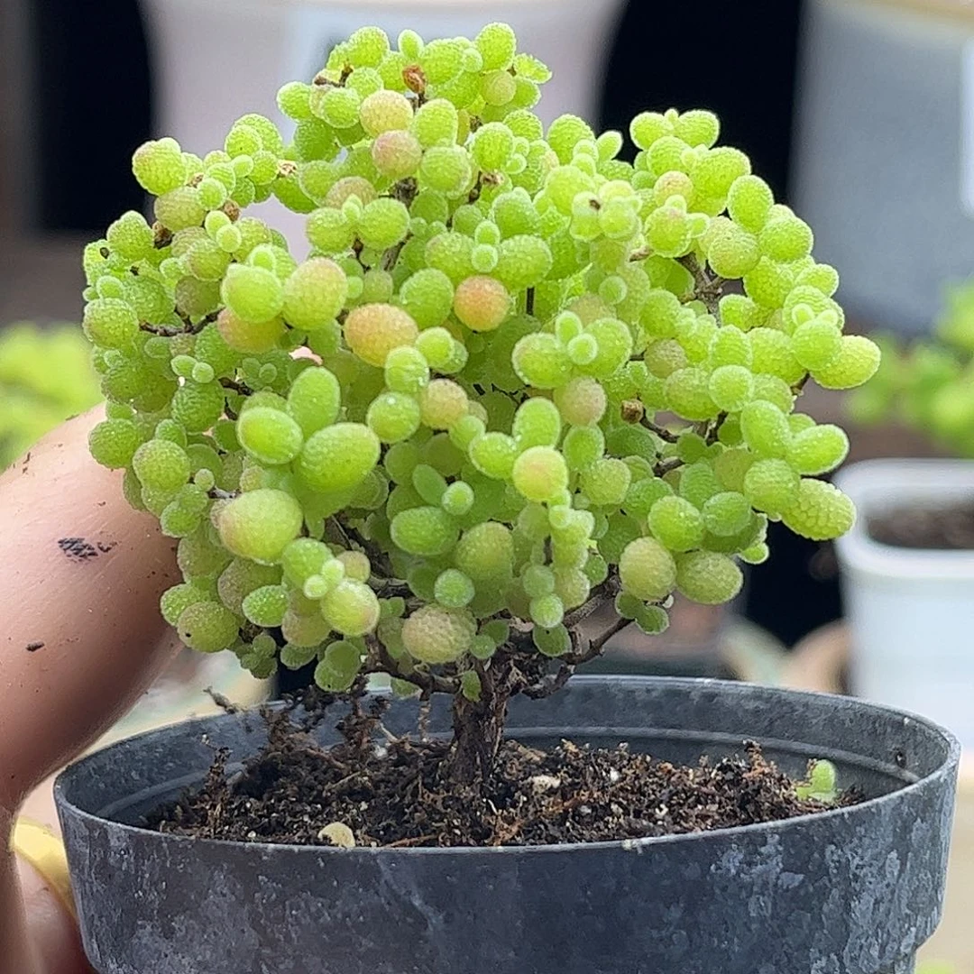 27蜜桔球优选枝干番杏