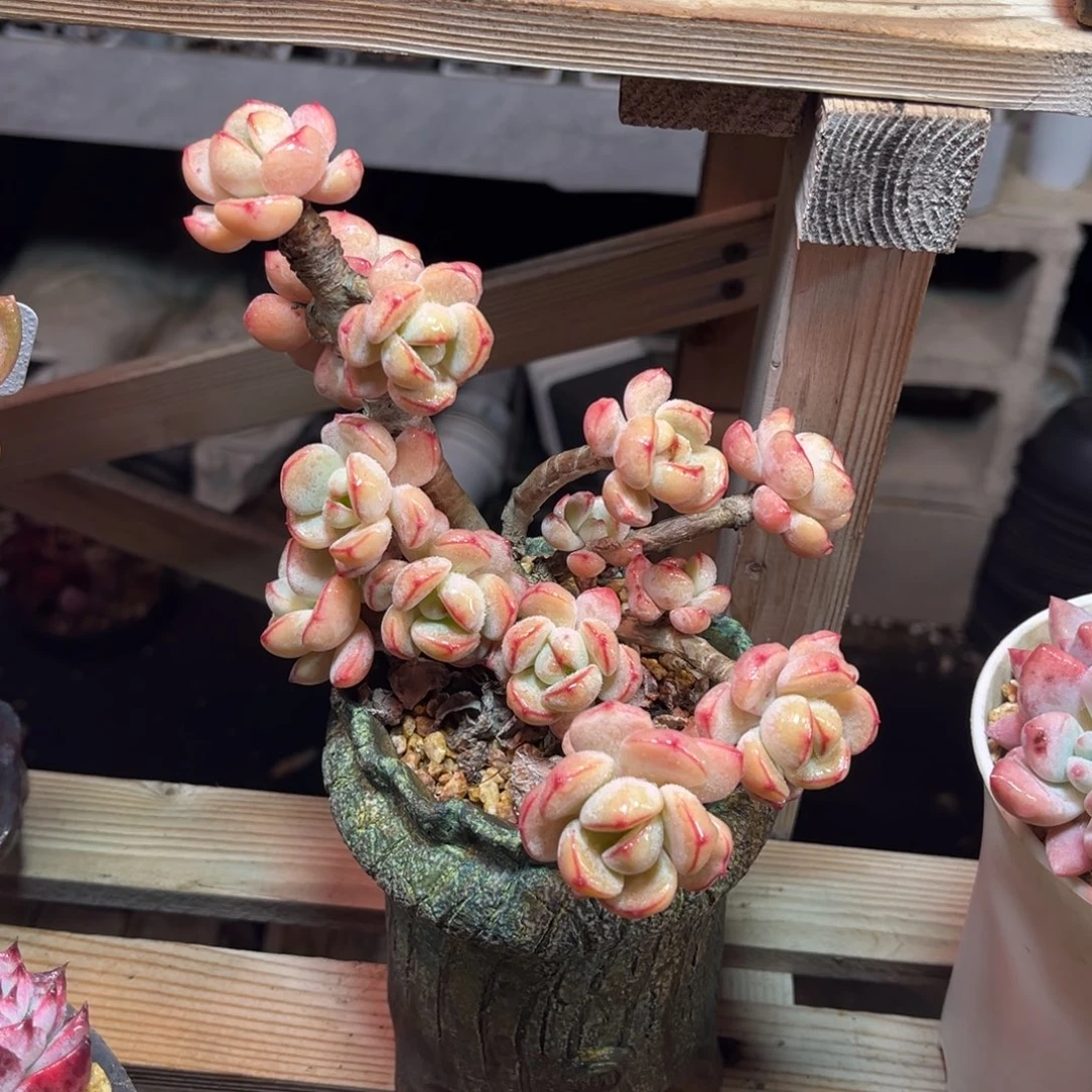 香草模特suodedajujulvlvpinyuba