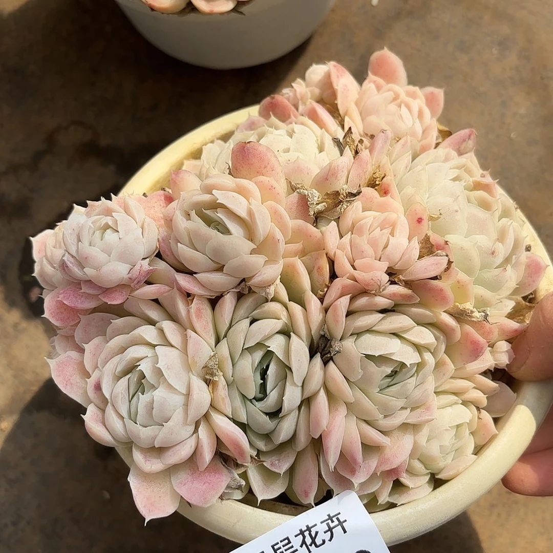 同温层多肉西娜199