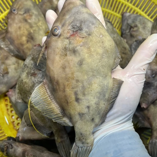 带皮整条大号圆迪剥皮鱼新鲜耗儿鱼老鼠鱼马面鱼